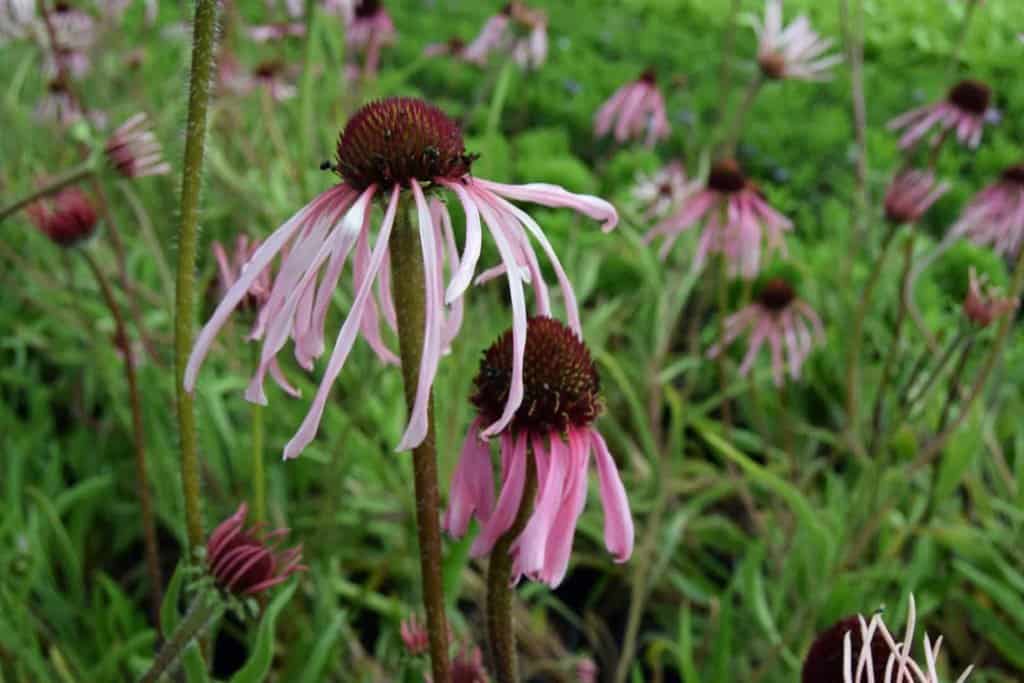 Echinacea pallida ---